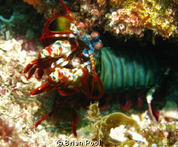 Mantis shrimp ready to take me on! by Brian Pool 
